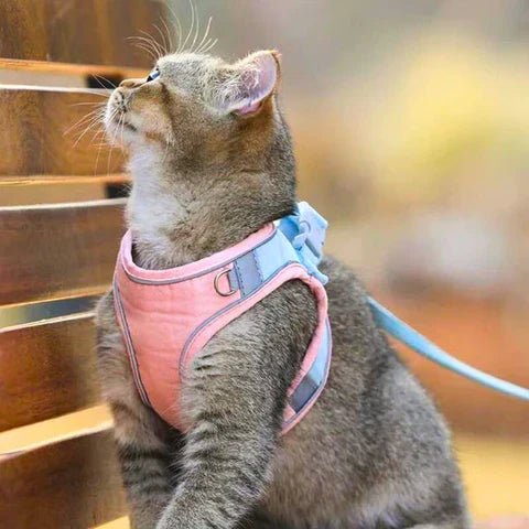 FreiKatz – Das sichere Katzengeschirr